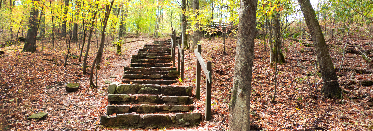 Photo of stairs in the woods